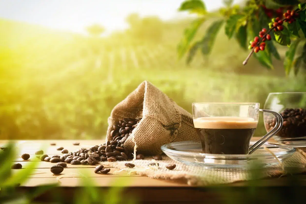 دانه قهوه لاوازا مدل تیرا بایو ارگانیک 1 کیلوگرمی - Lavazza Tierra Bio Organic
