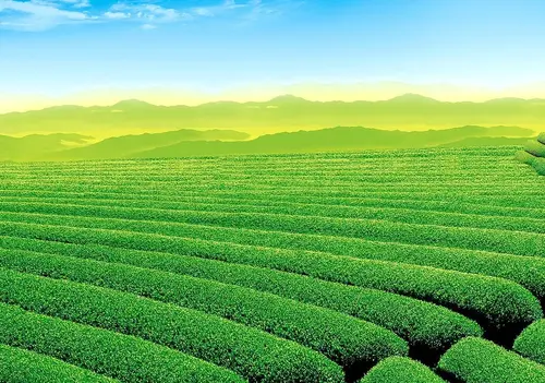 معرفی 14 نوع چای خارجی محبوب دنیا + تفاوتها و خواص آنها